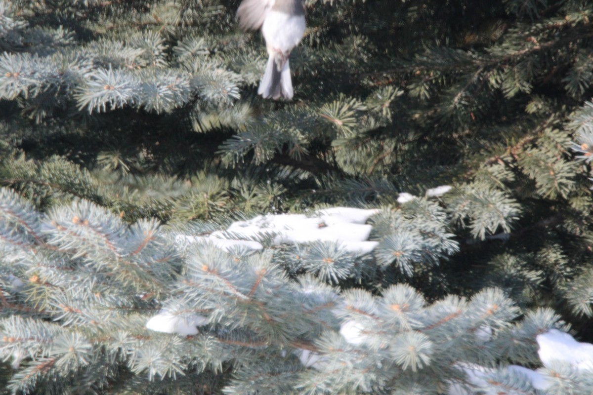 Dark-eyed Junco - ML647163190