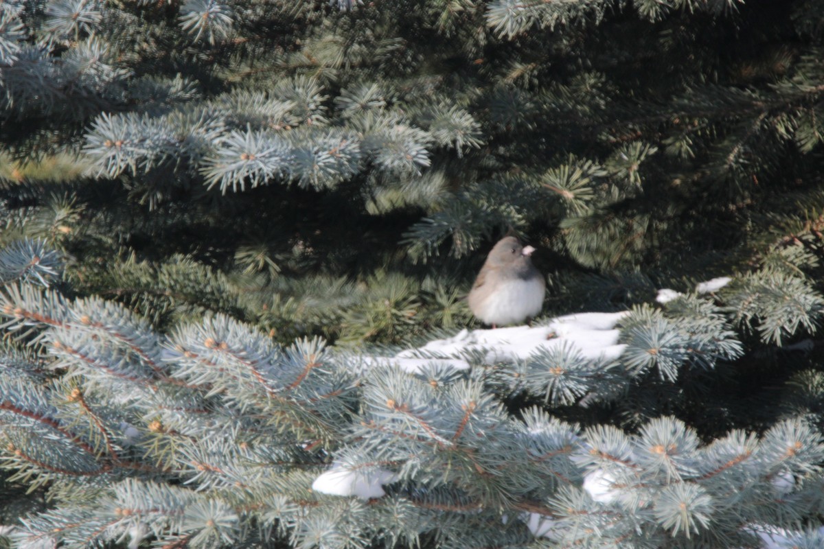Dark-eyed Junco - ML647163192