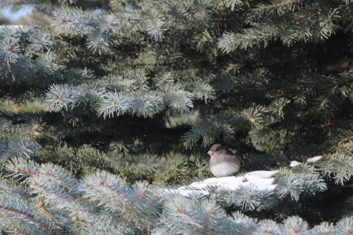 Dark-eyed Junco - ML647163193