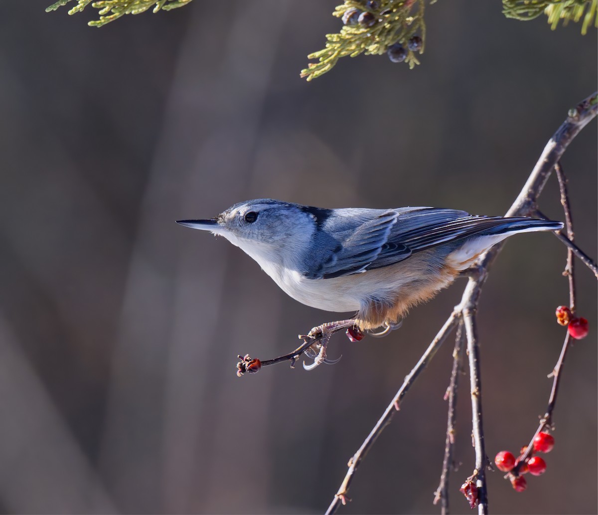White-breasted Nuthatch - ML647163194