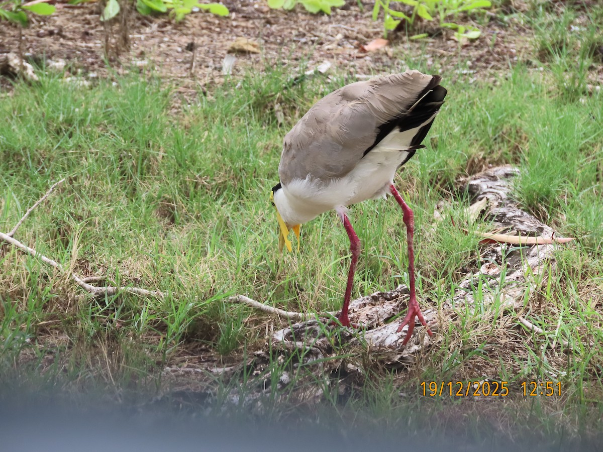 Masked Lapwing - ML647163195