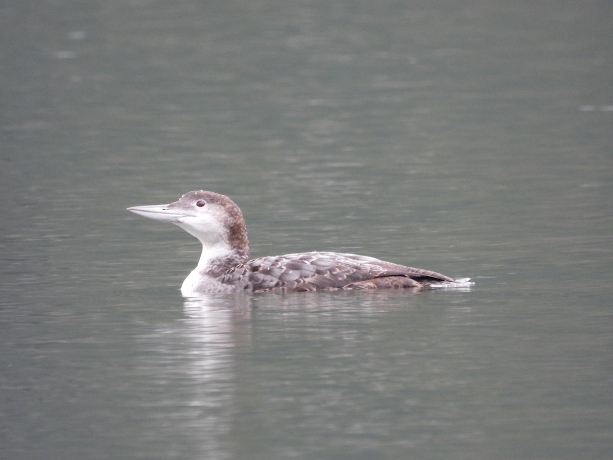 Common Loon - ML647163202