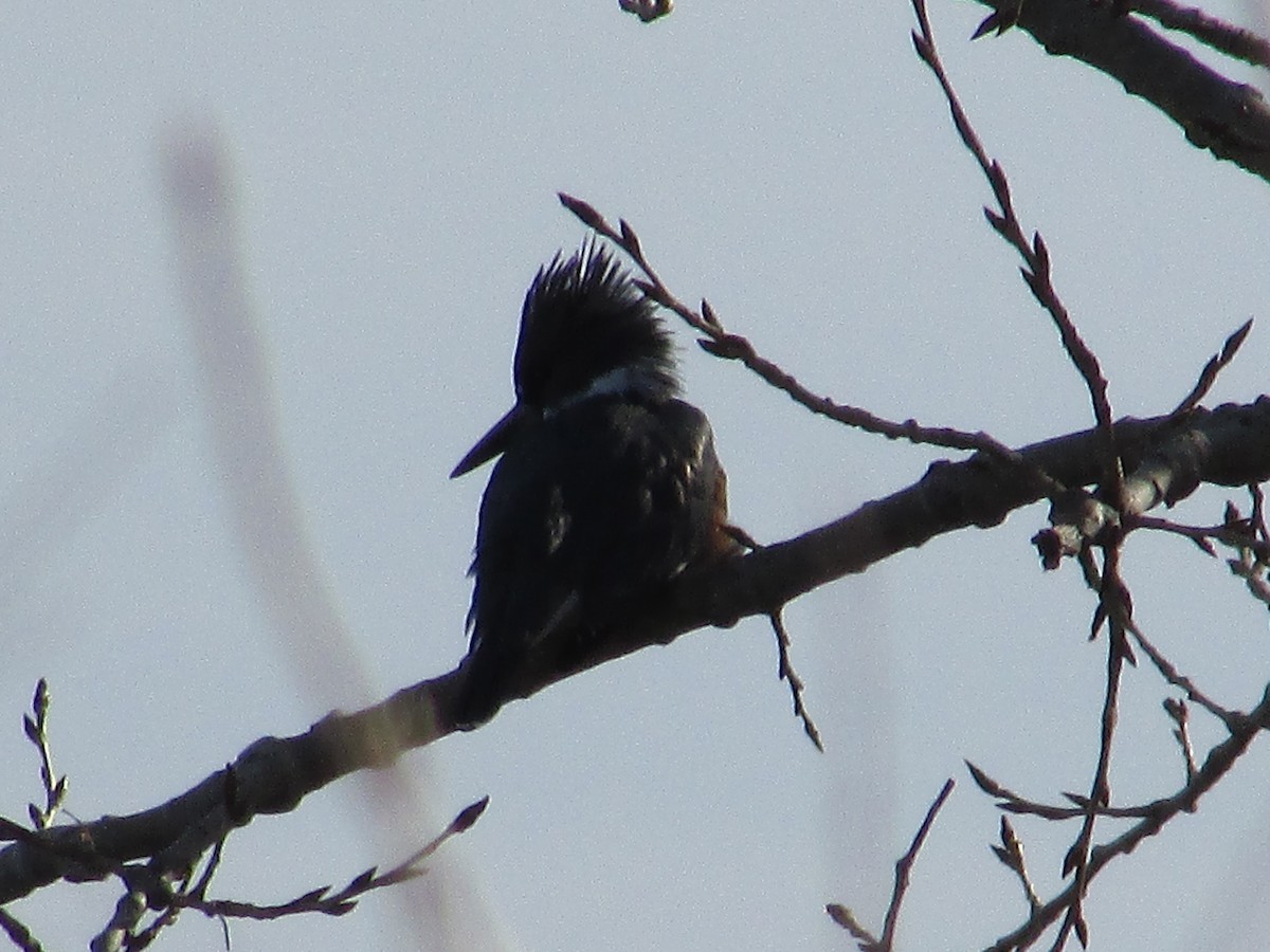 Martin-pêcheur d'Amérique - ML647163204