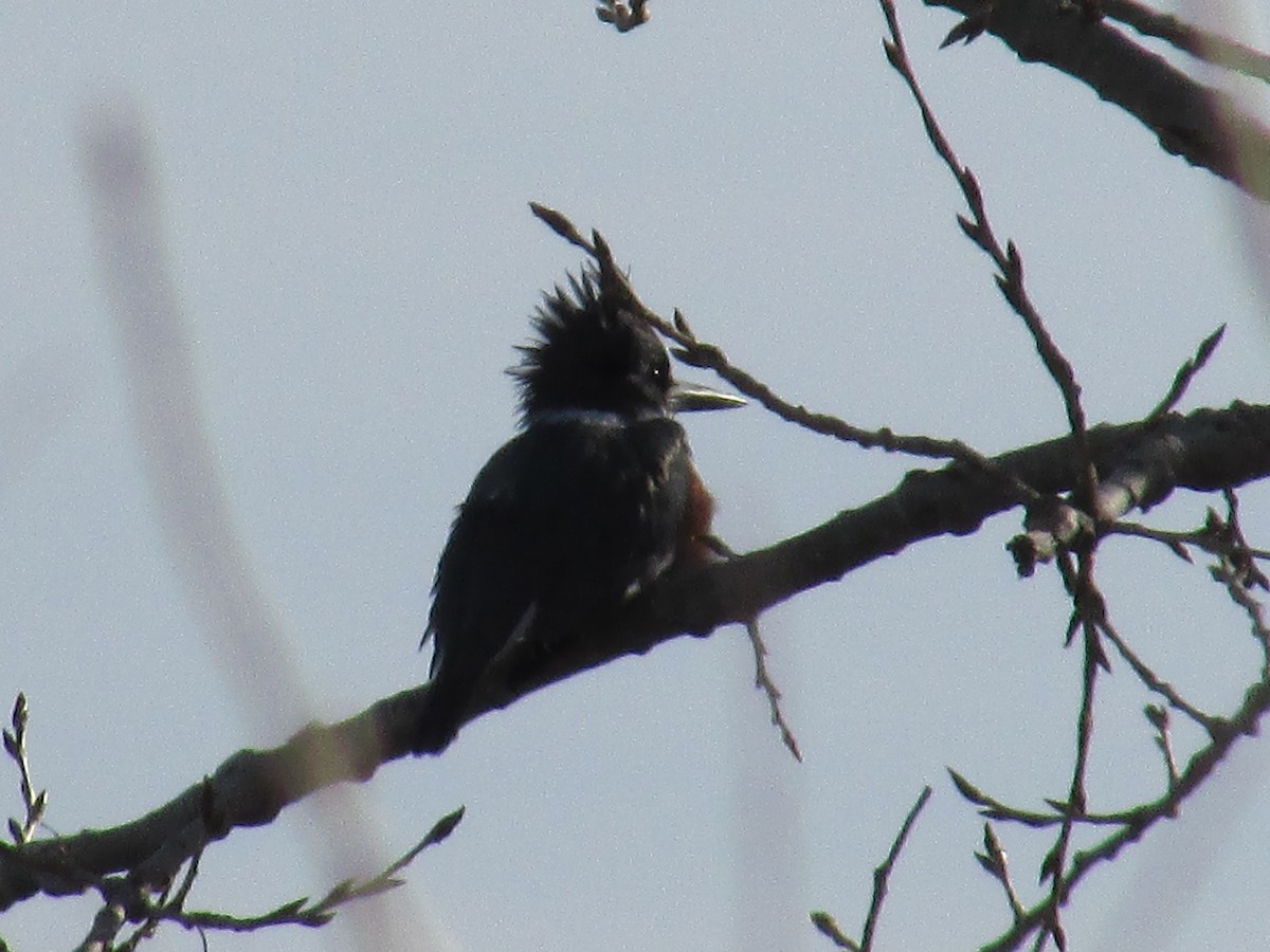 Martin-pêcheur d'Amérique - ML647163205