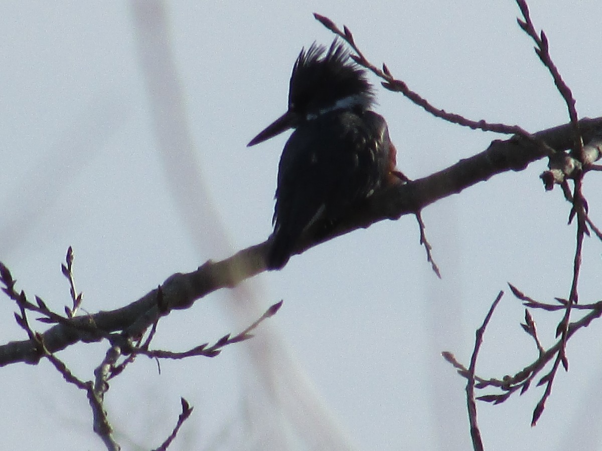 Martin-pêcheur d'Amérique - ML647163206