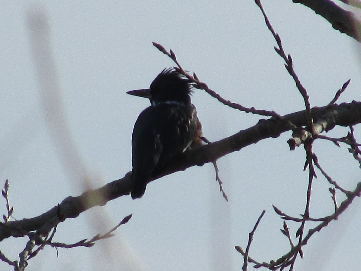 Martin-pêcheur d'Amérique - ML647163207