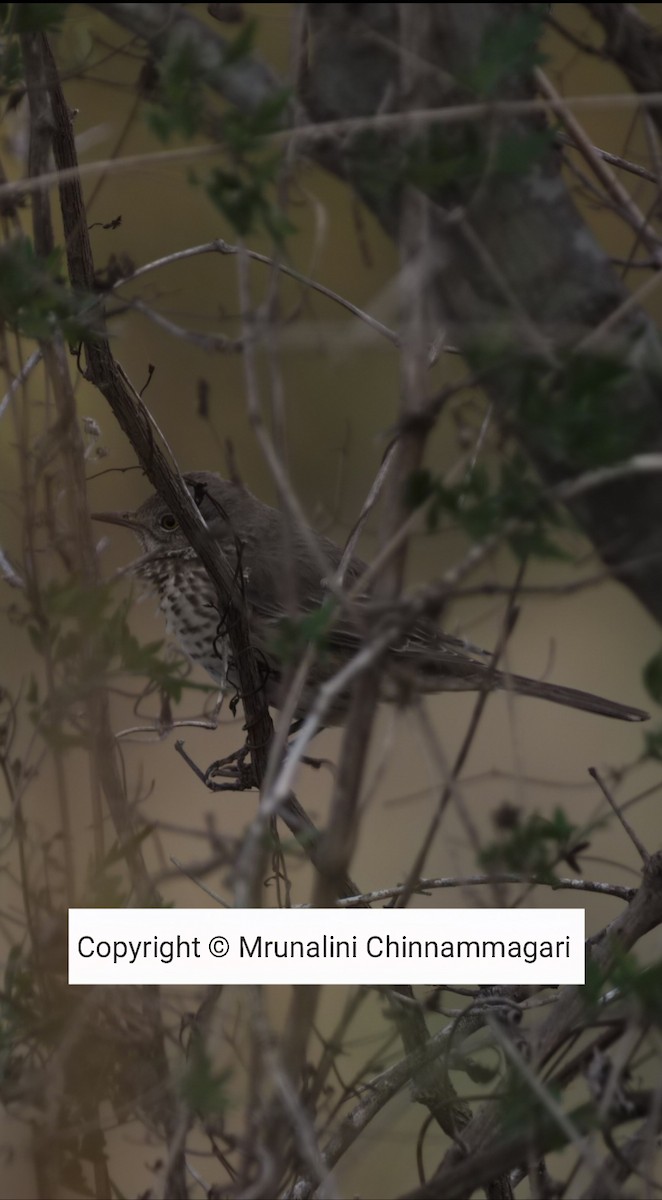 Yavşan Çöpçüsü - ML647163208