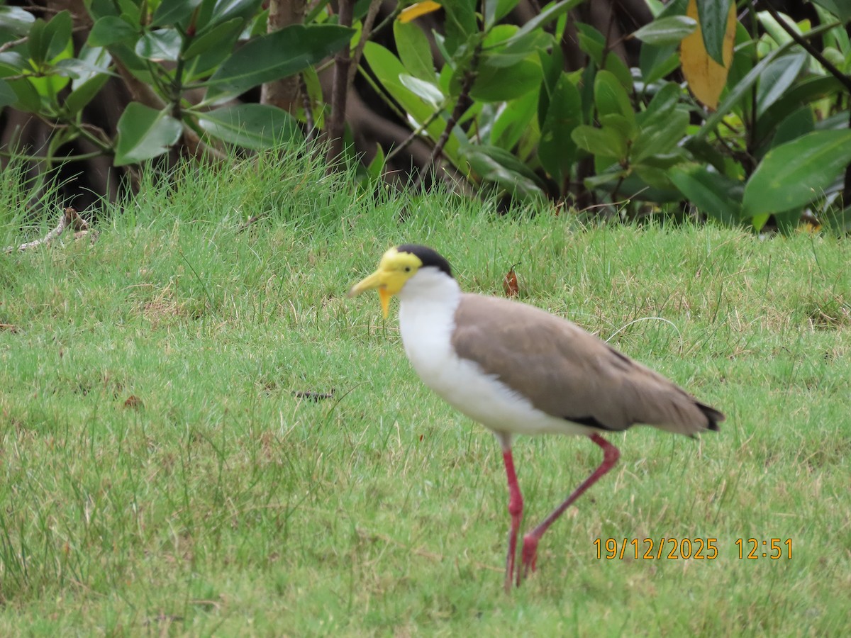 Masked Lapwing - ML647163209