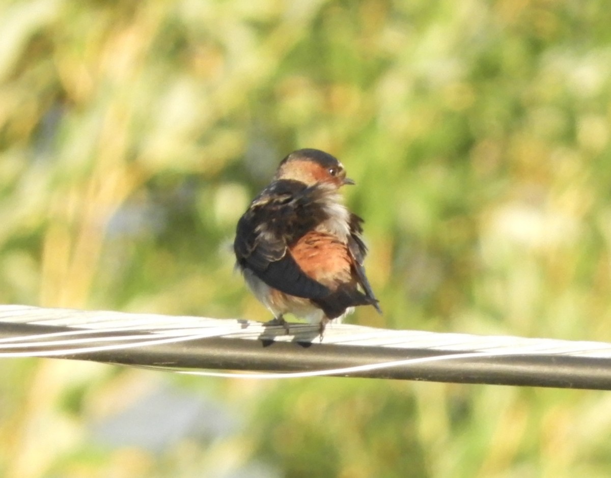 Cliff Swallow - ML647163210