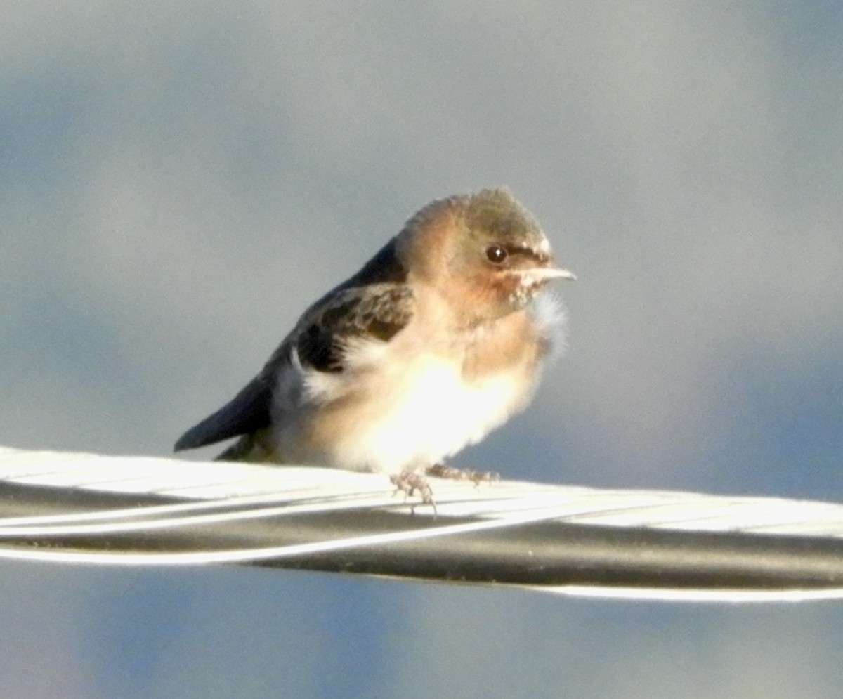 Cliff Swallow - ML647163211