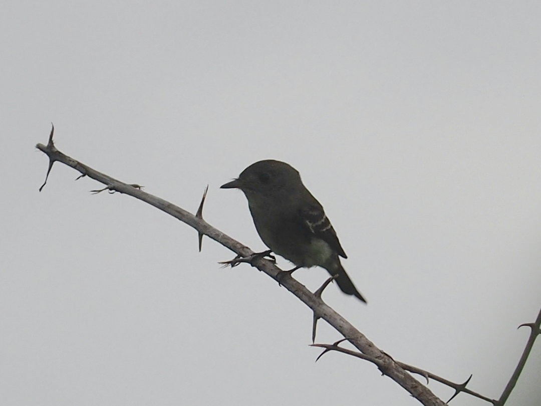 Eastern Wood-Pewee - ML647163213