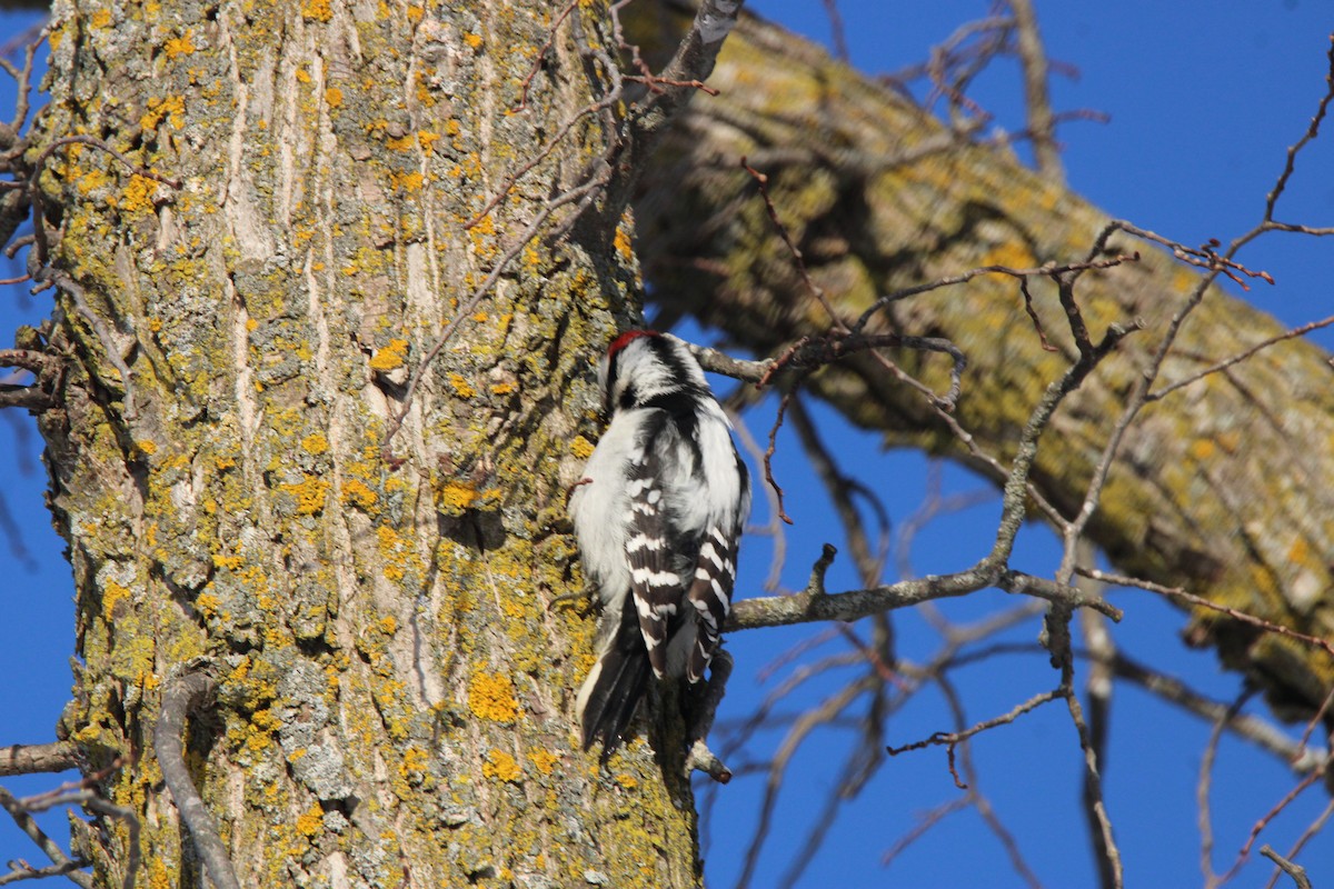 Downy Woodpecker - ML647163215