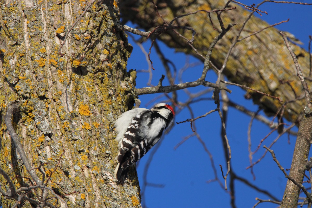 Downy Woodpecker - ML647163216