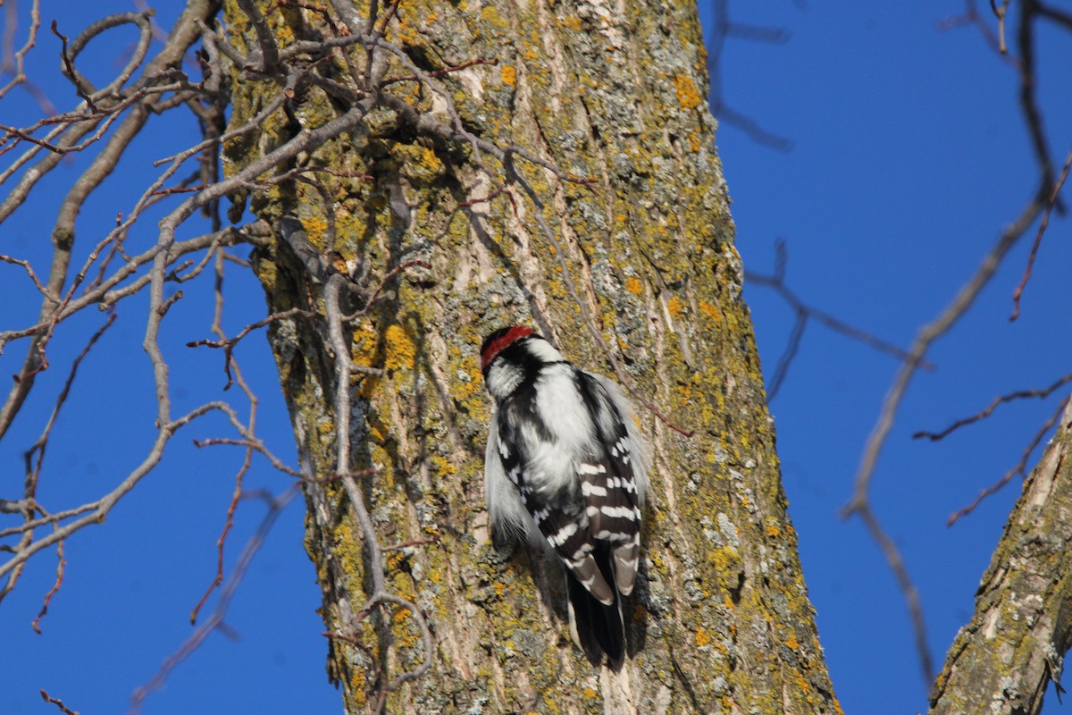 Downy Woodpecker - ML647163218