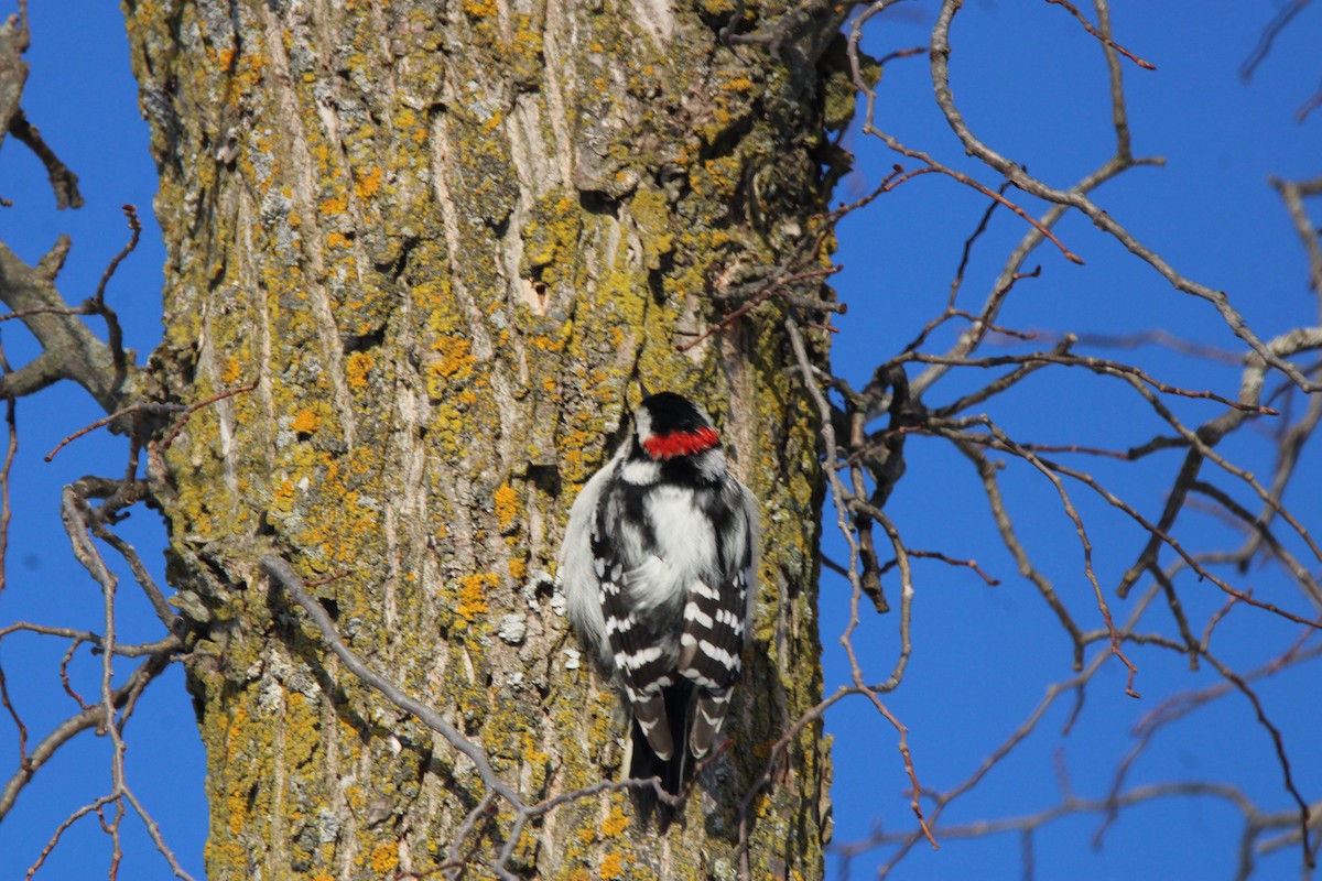 Downy Woodpecker - ML647163219