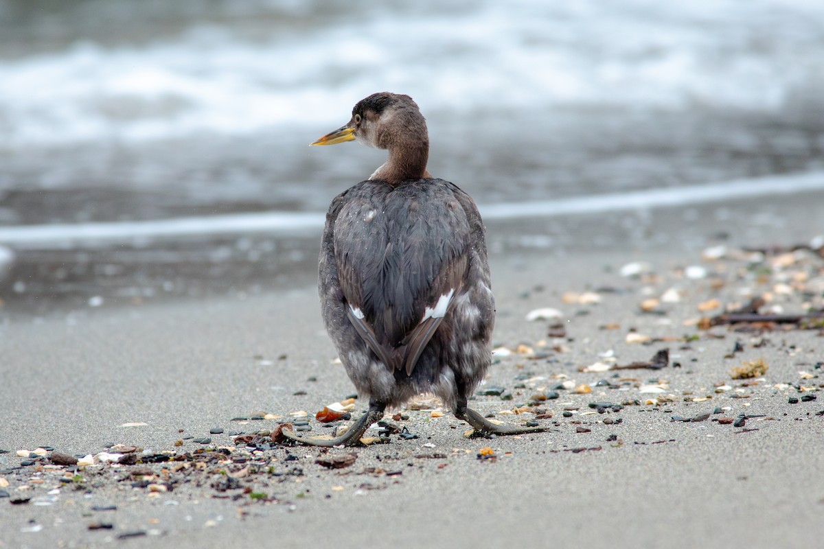 Пірникоза сірощока - ML647163235