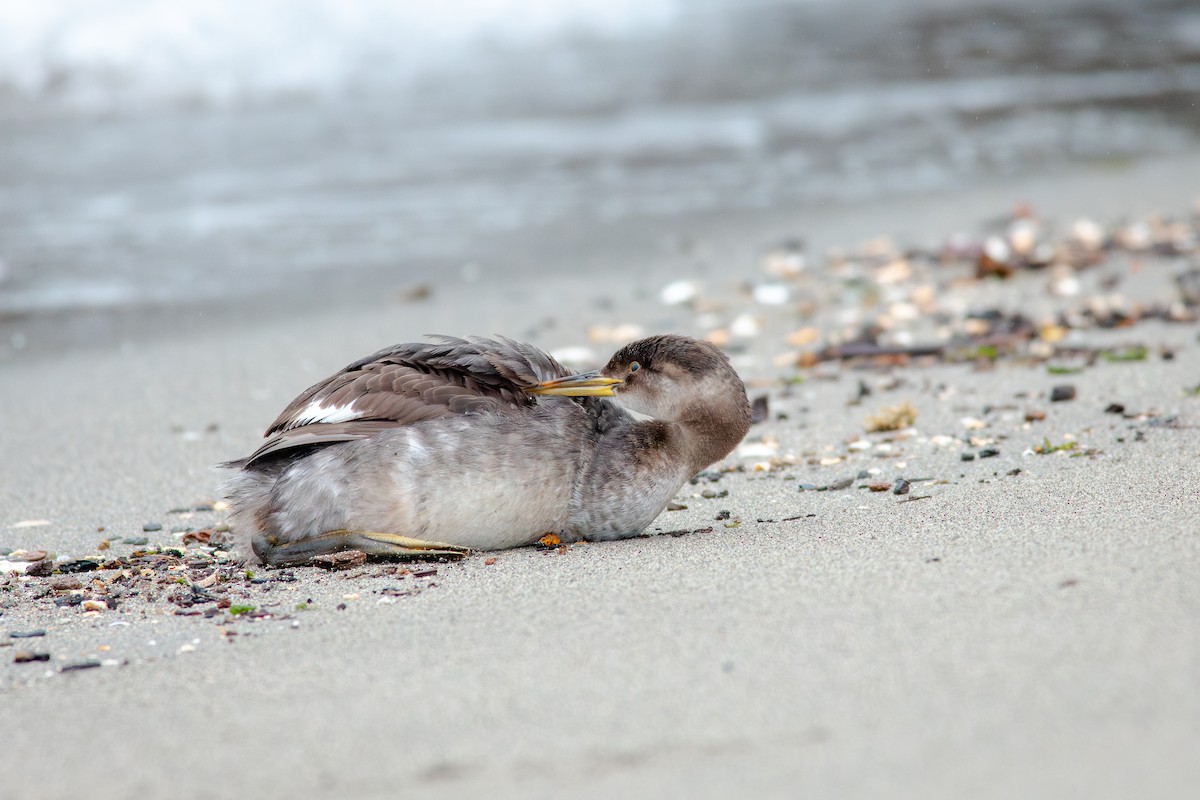 Пірникоза сірощока - ML647163236