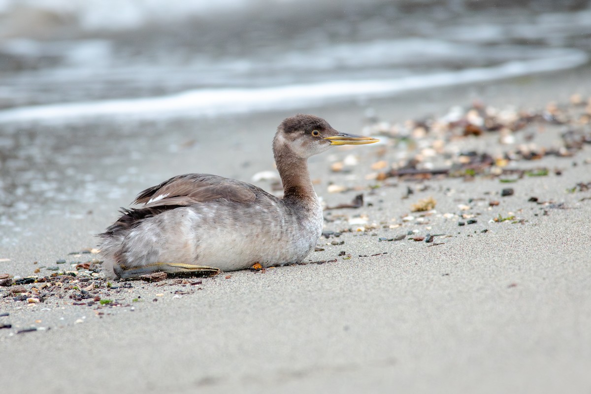 Пірникоза сірощока - ML647163237