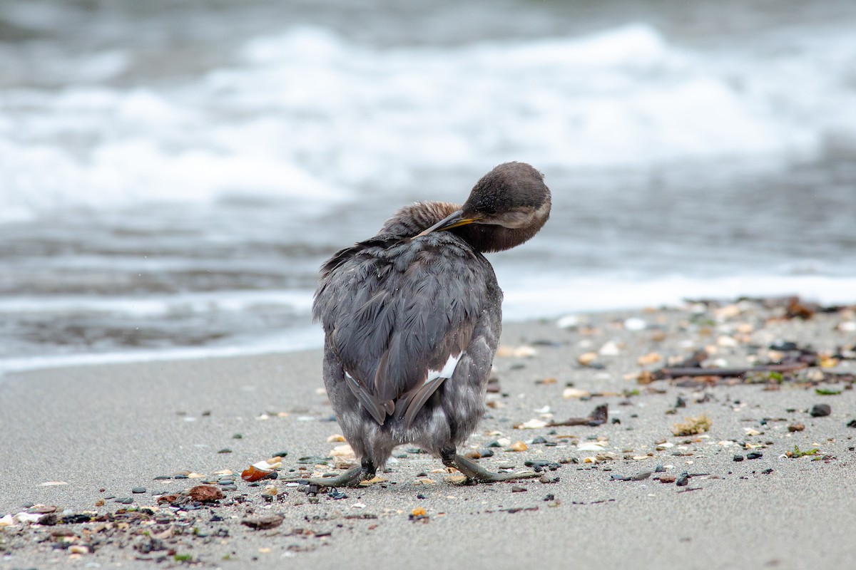Пірникоза сірощока - ML647163238
