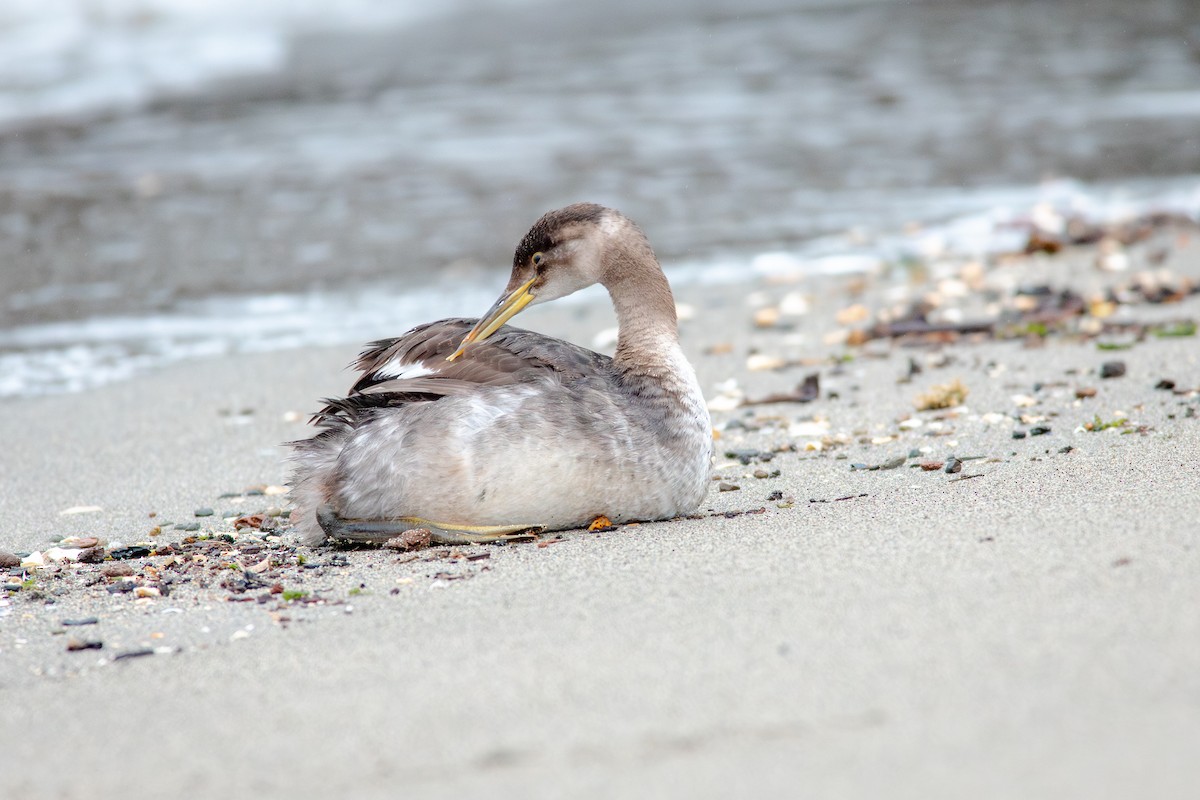 Пірникоза сірощока - ML647163239