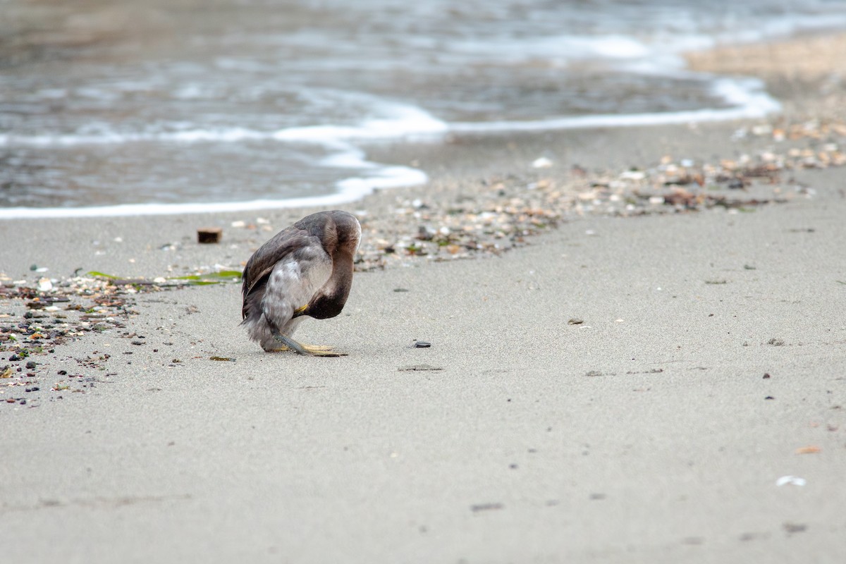 Пірникоза сірощока - ML647163240