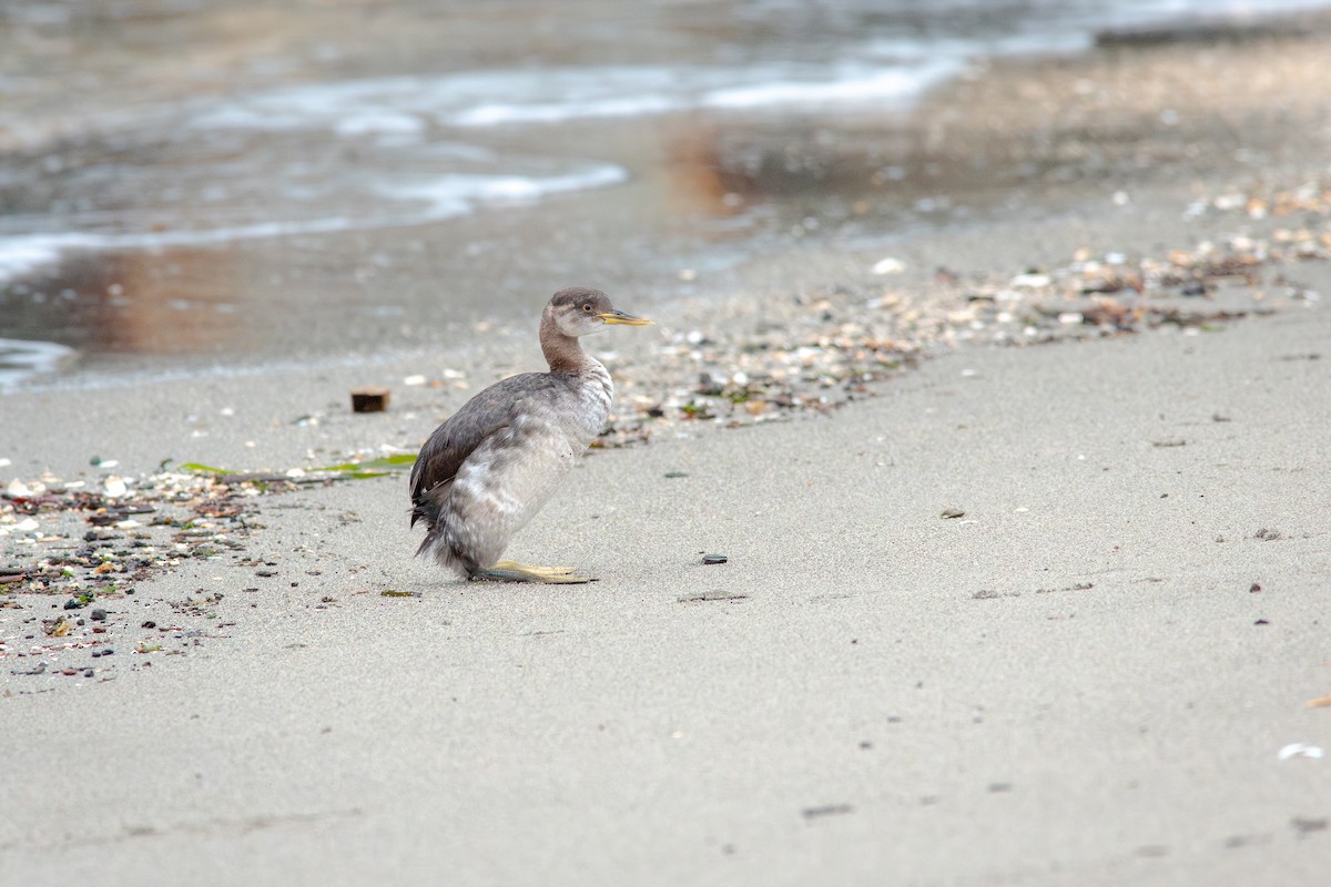 Пірникоза сірощока - ML647163241