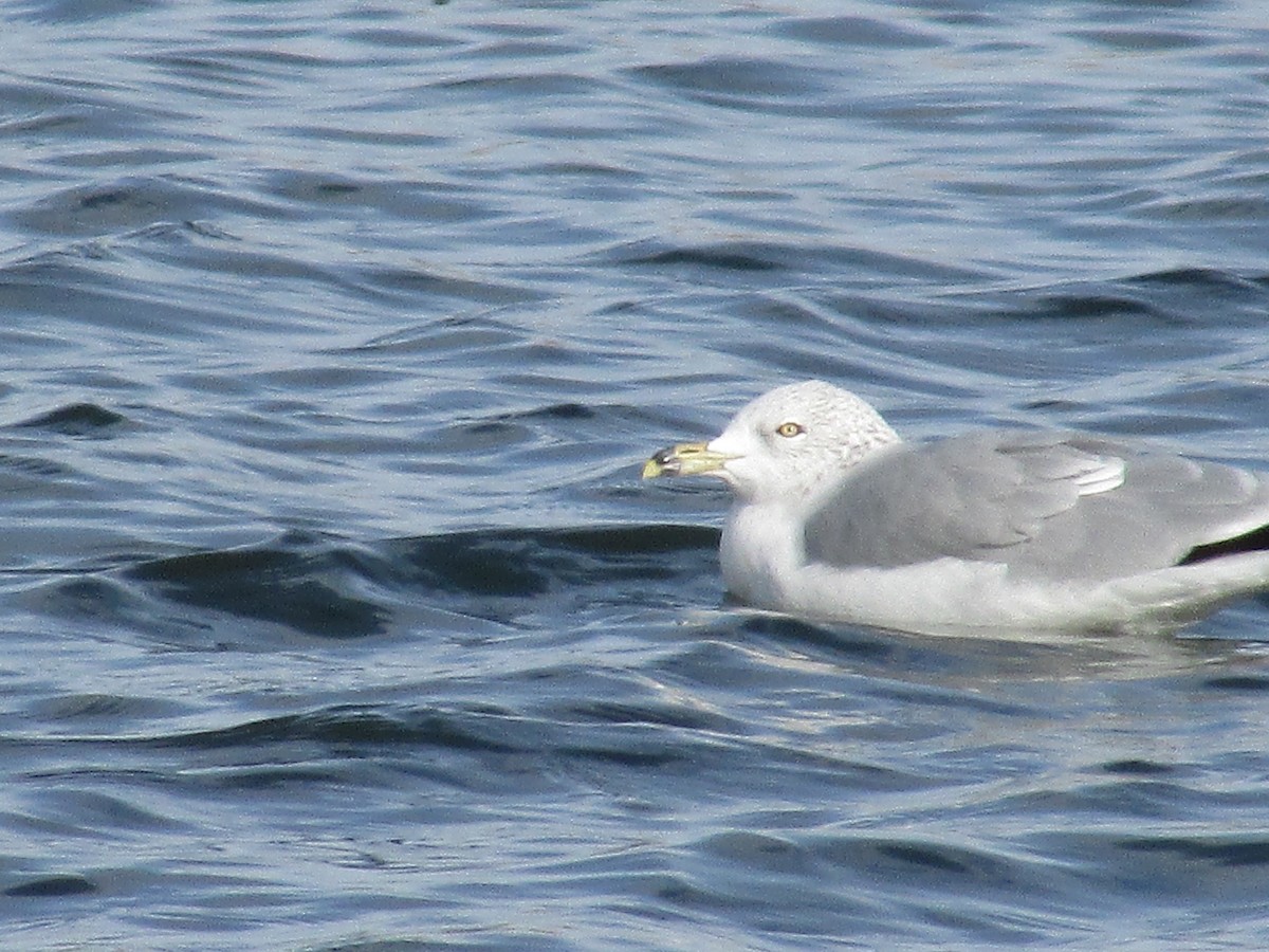 Goéland à bec cerclé - ML647163250