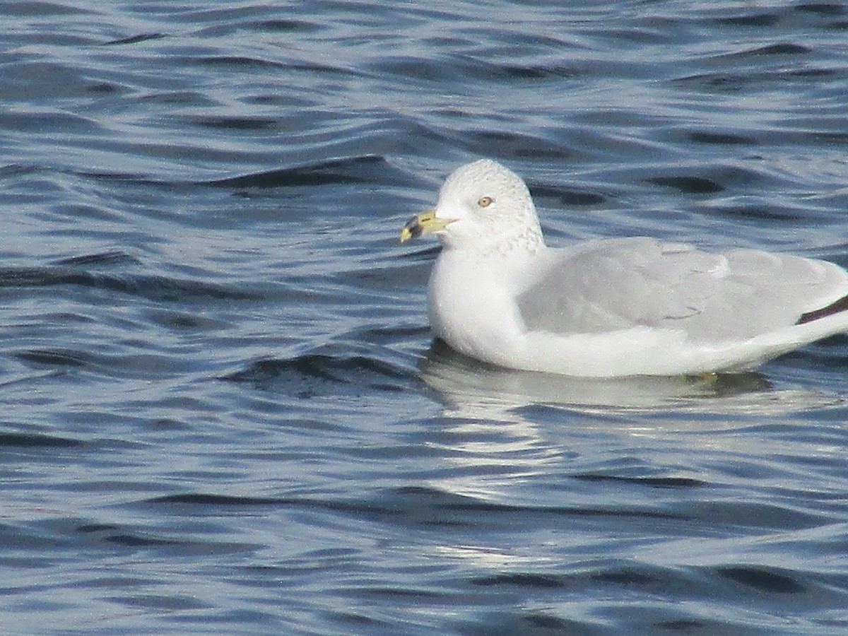Goéland à bec cerclé - ML647163251