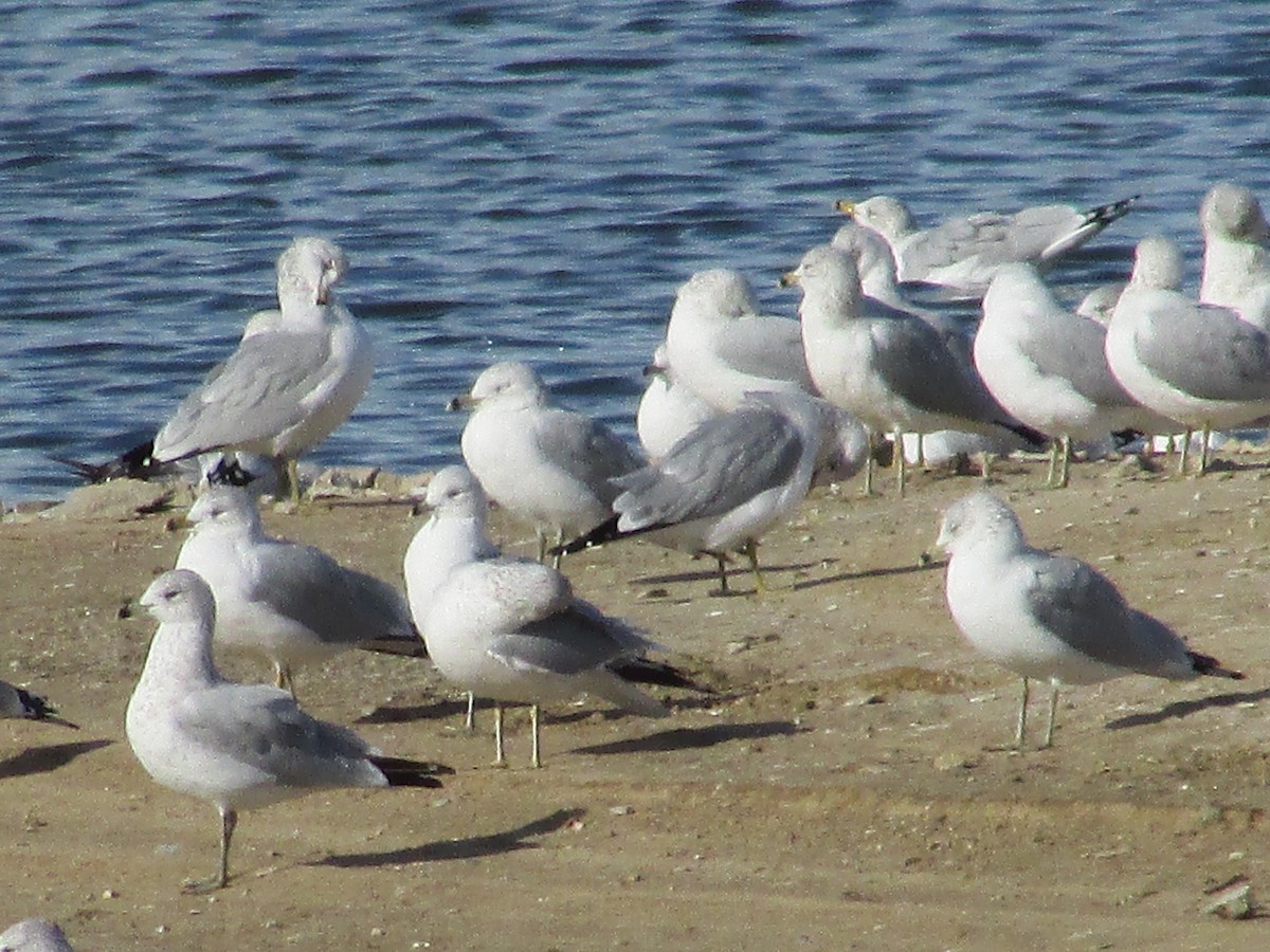 Goéland à bec cerclé - ML647163252