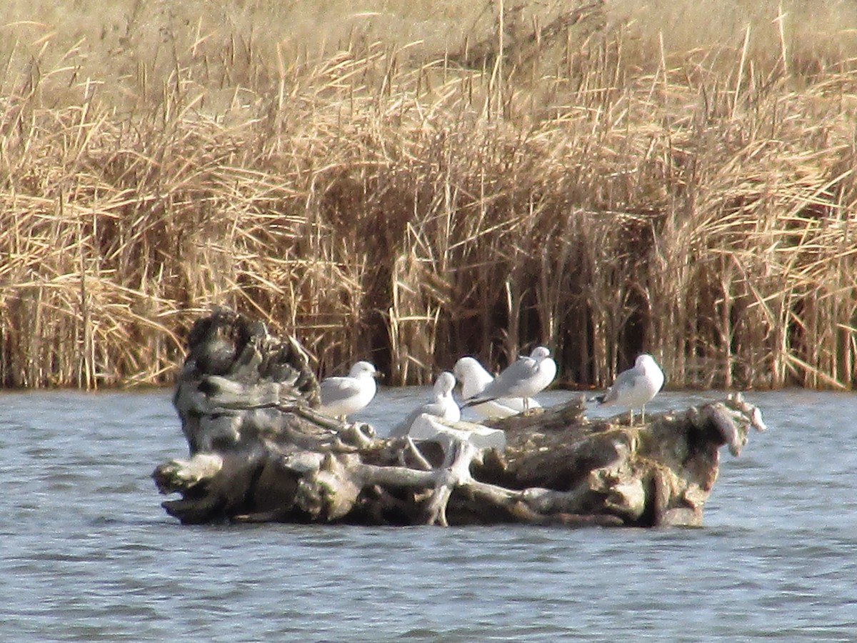 Goéland à bec cerclé - ML647163253