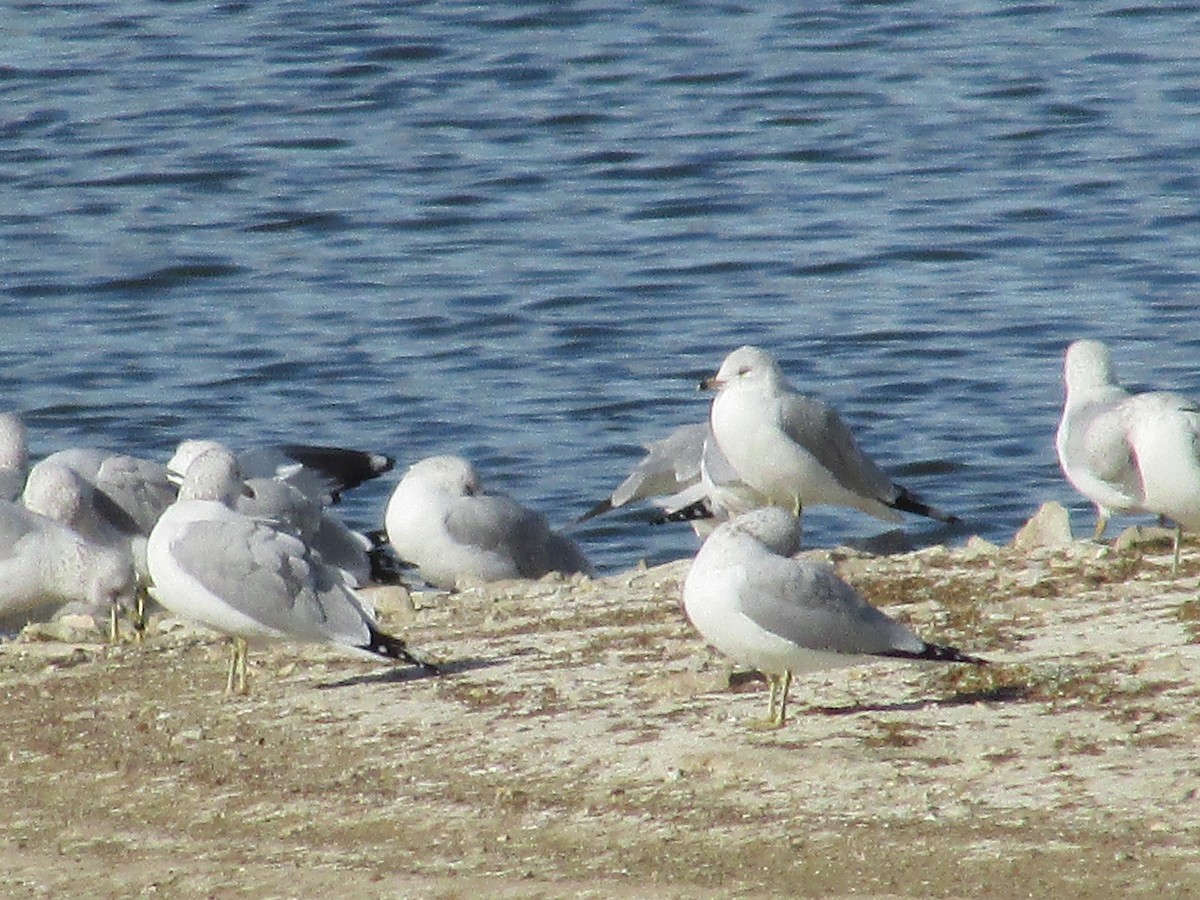Goéland à bec cerclé - ML647163254