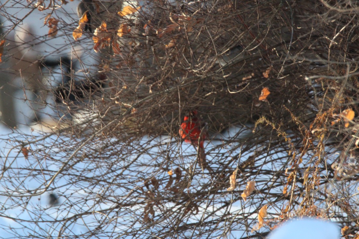 Northern Cardinal - ML647163257