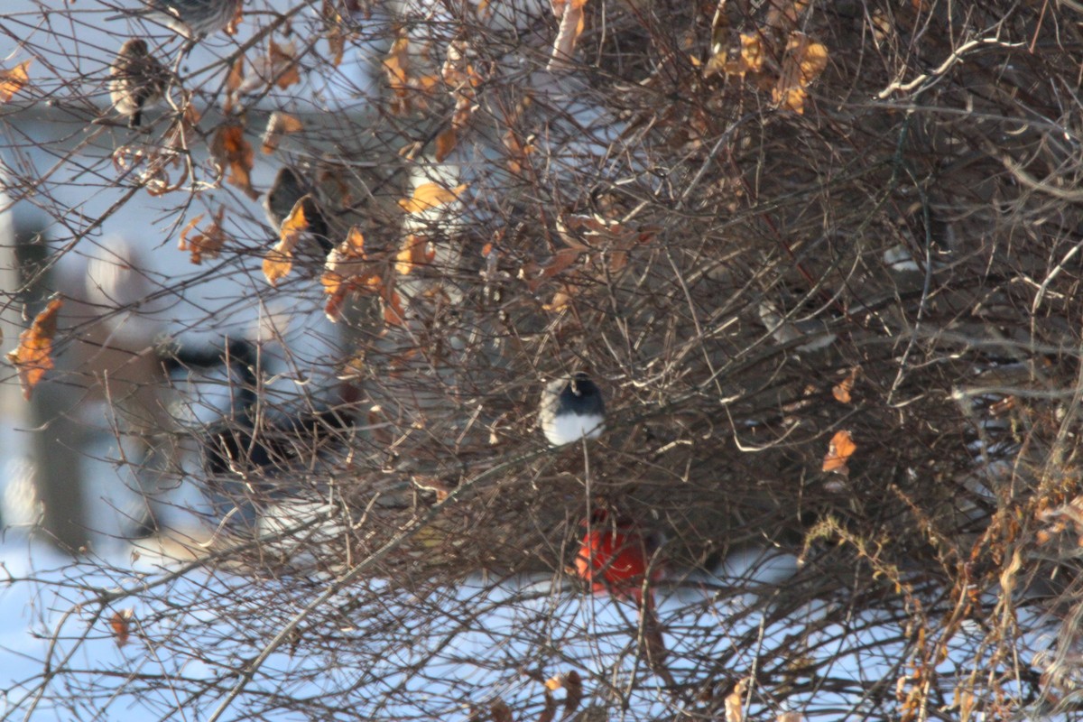 Dark-eyed Junco - ML647163258