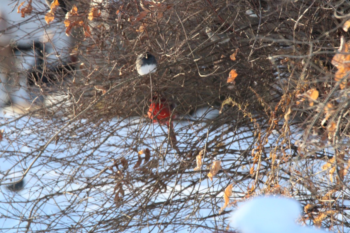 Dark-eyed Junco - ML647163259