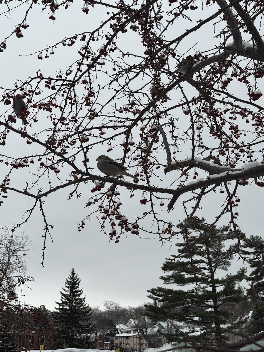 Pinu-gailupa - ML647163260