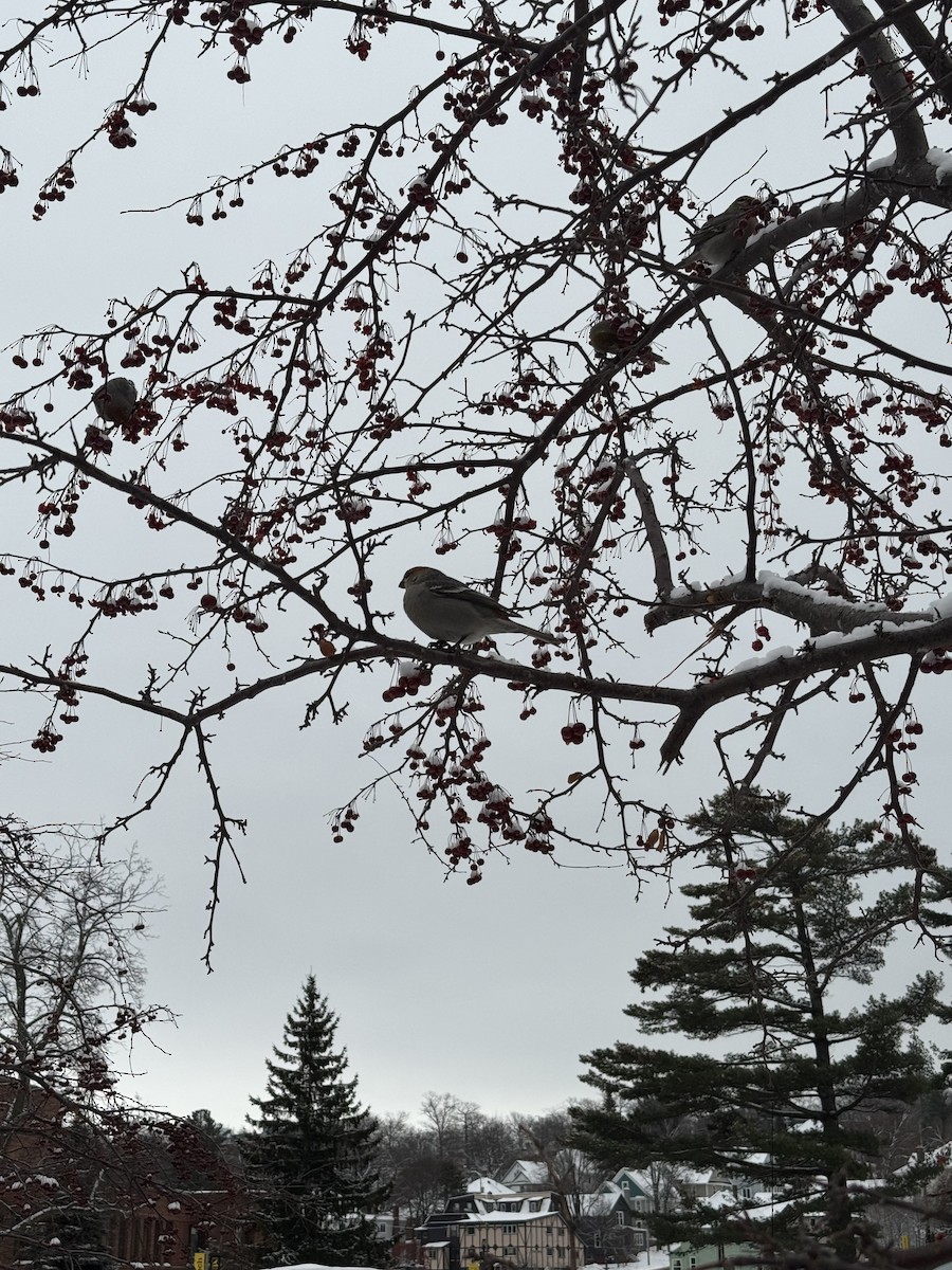 Pinu-gailupa - ML647163261