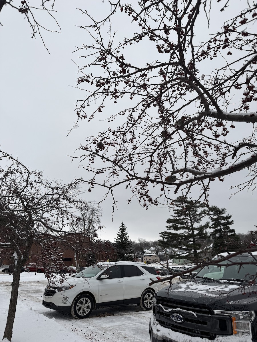 Pinu-gailupa - ML647163262