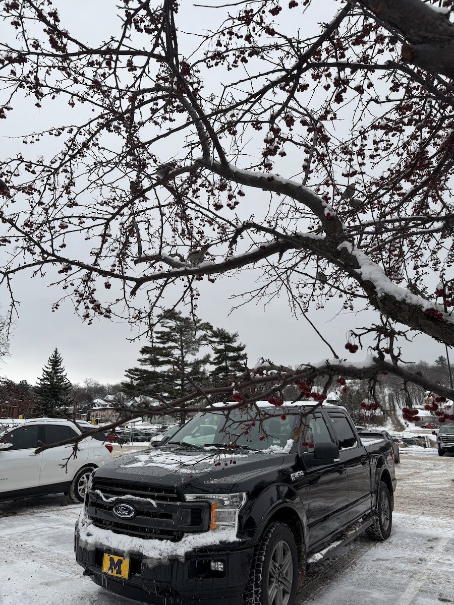 Pinu-gailupa - ML647163263