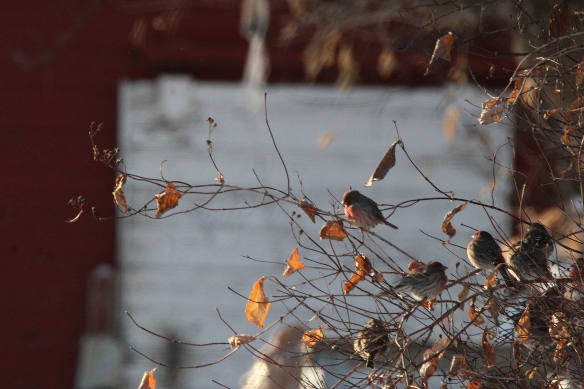 House Finch - ML647163264