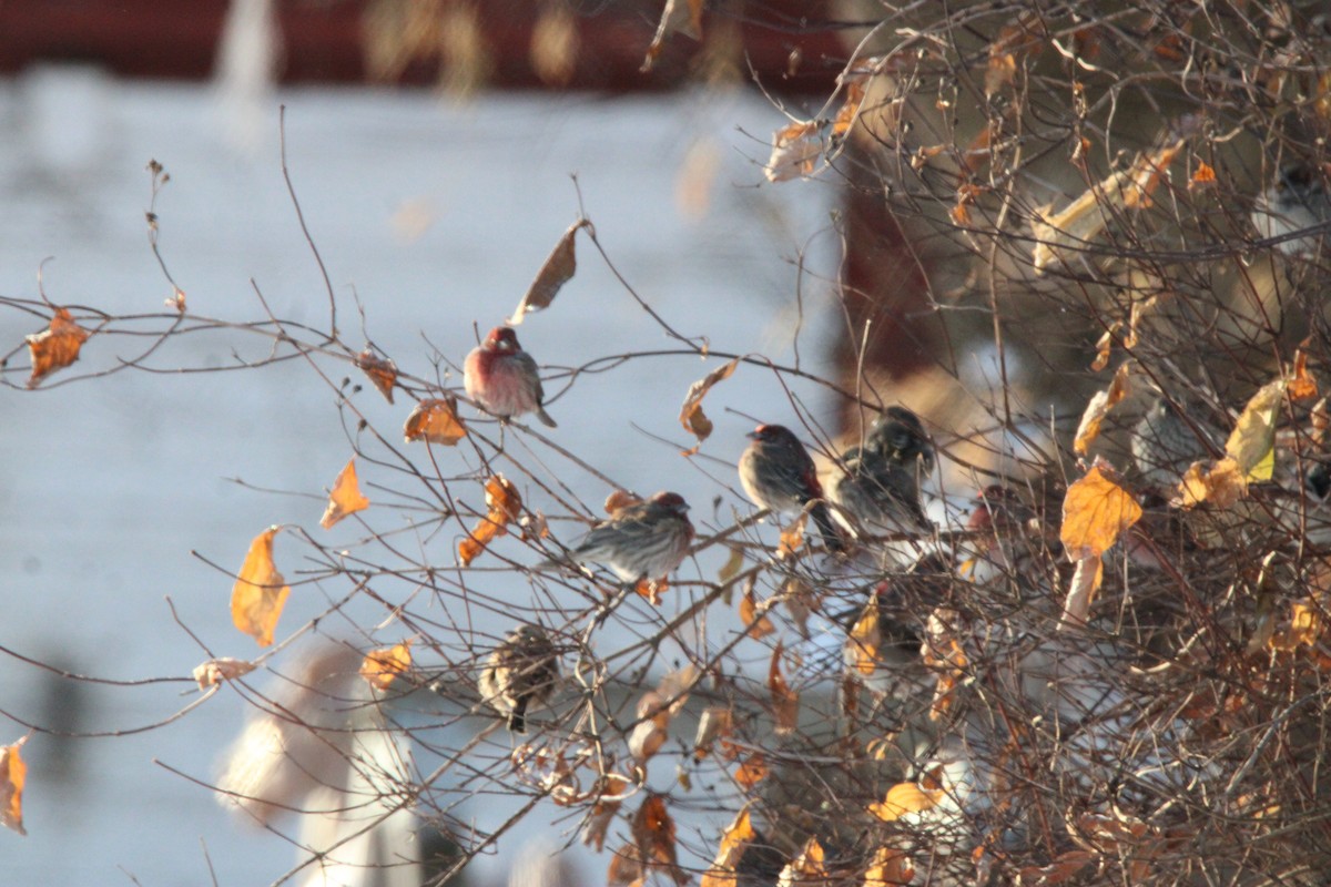 House Finch - ML647163265