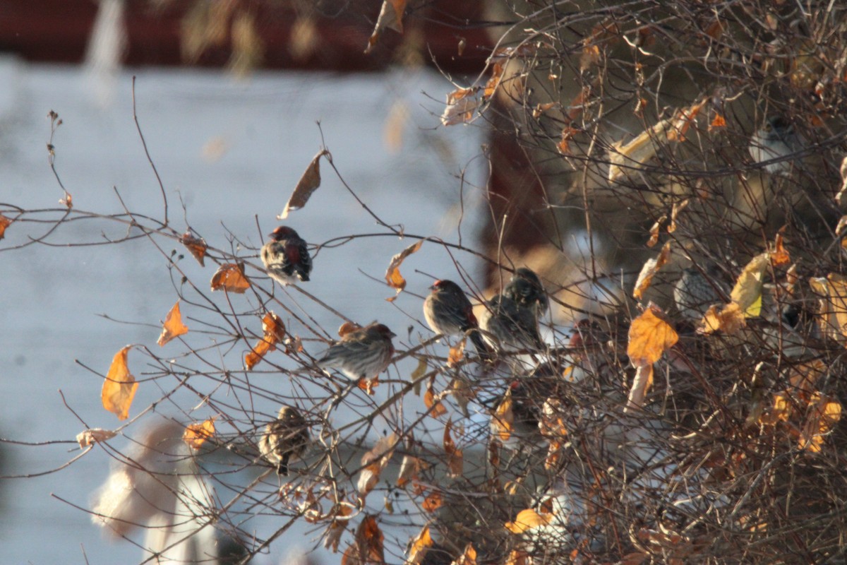 House Finch - ML647163266