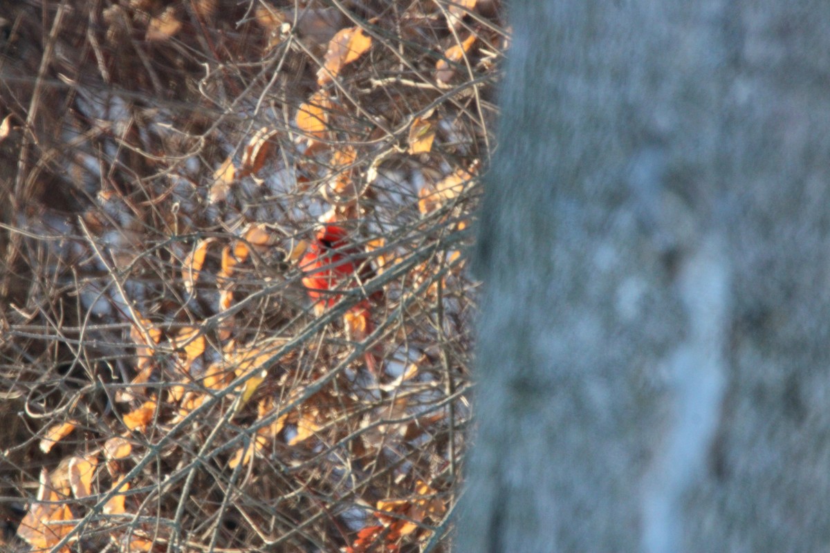 Northern Cardinal - ML647163267