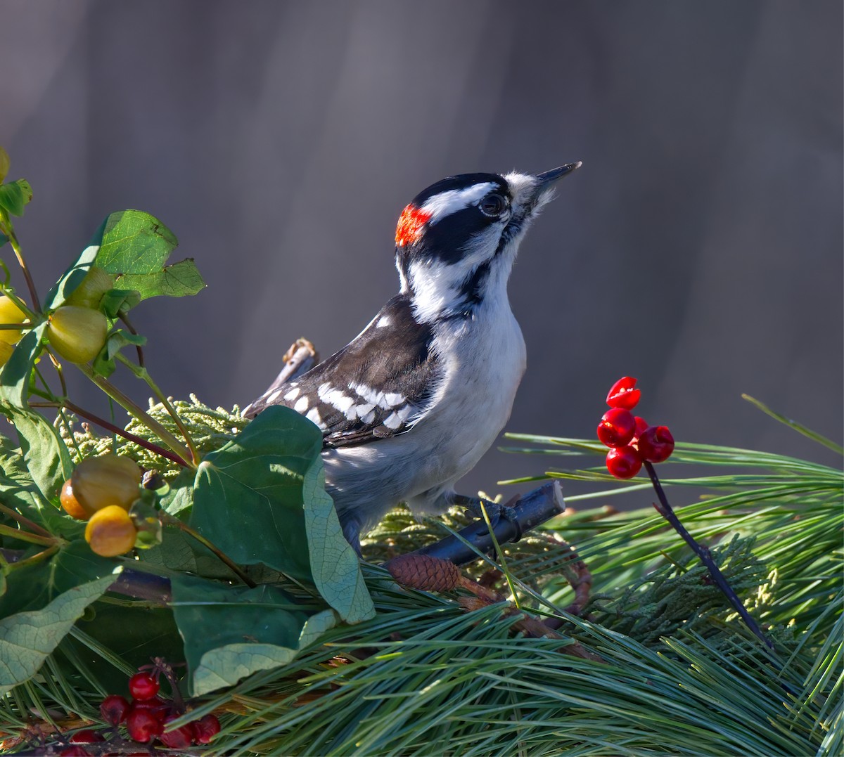 Downy Woodpecker - ML647163268