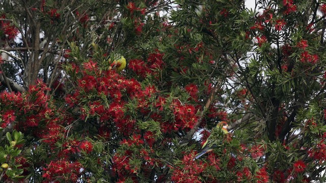 Eastern Rosella - ML647163270