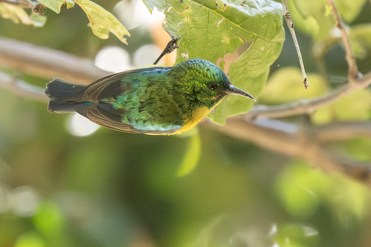 Collared Sunbird - ML647163272