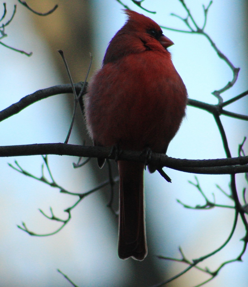 Northern Cardinal - ML647163277