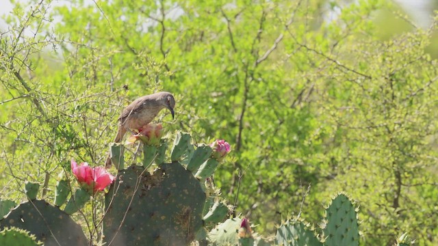 Curve-billed Thrasher - ML647163278