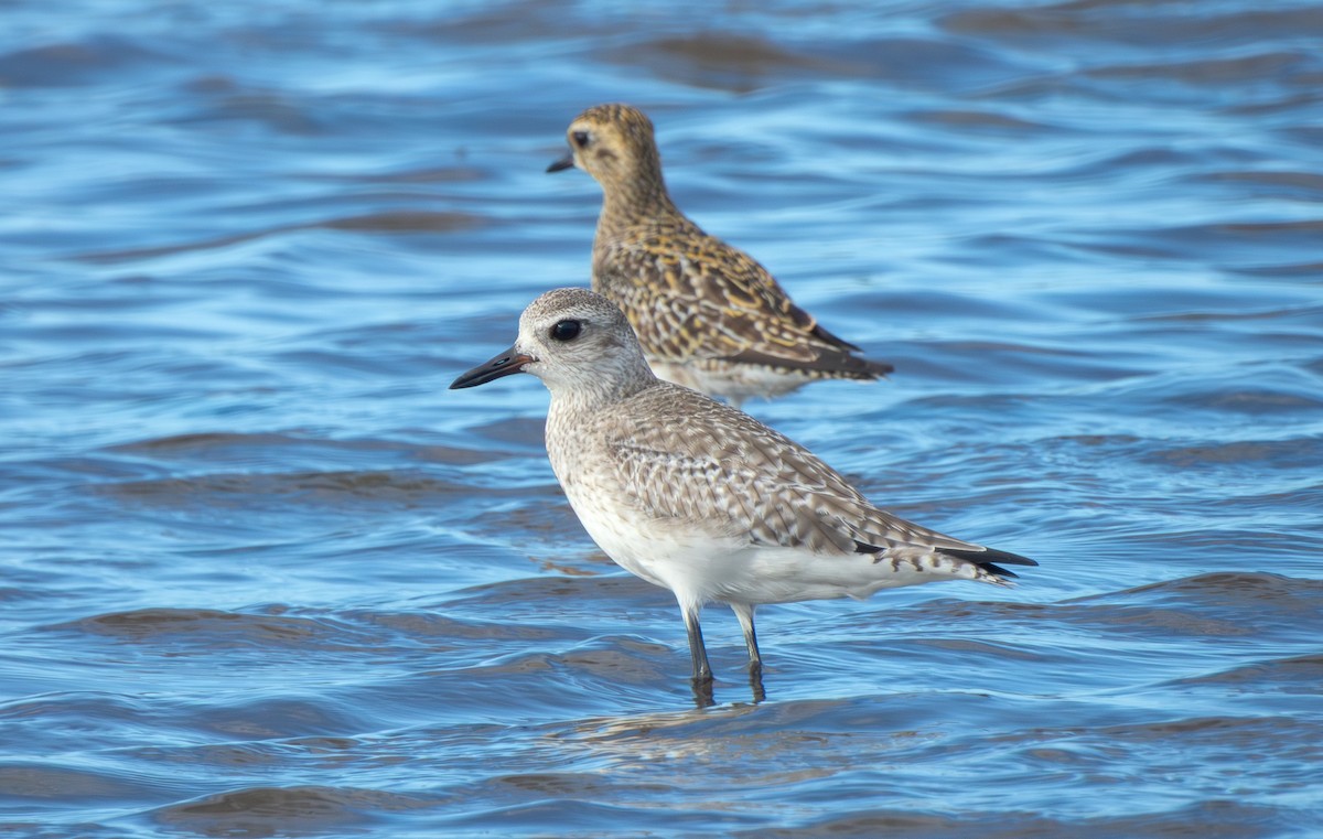 חופזי מנומר - ML647163280