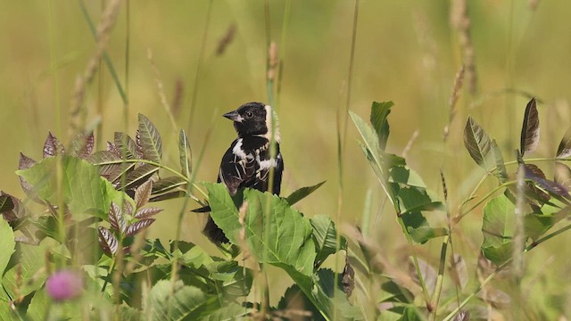Bobolink - ML647163282