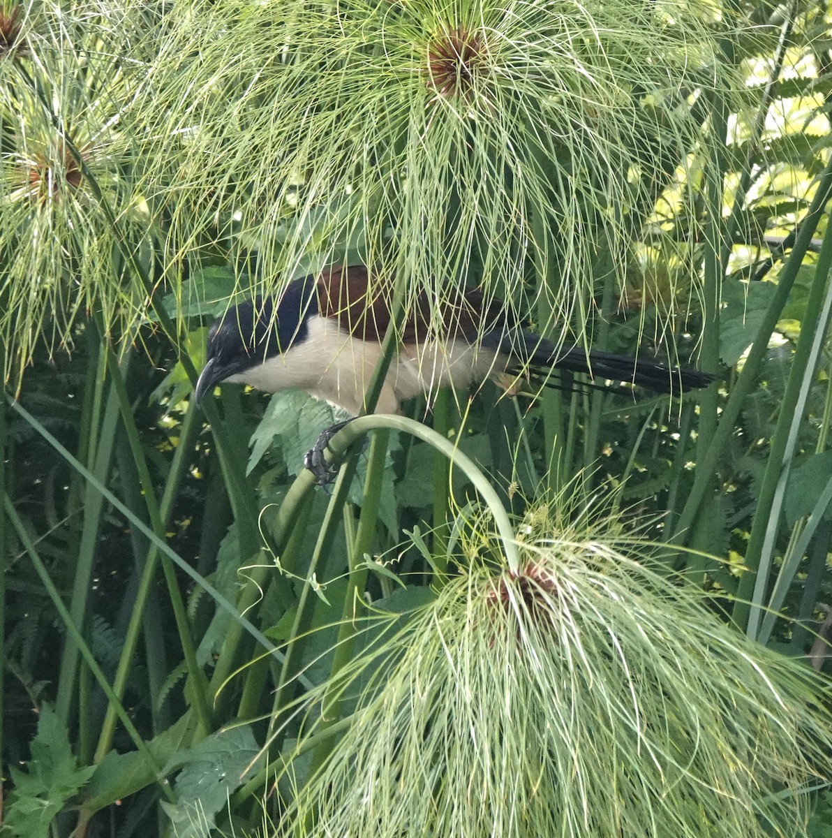 Blue-headed Coucal - ML647163295
